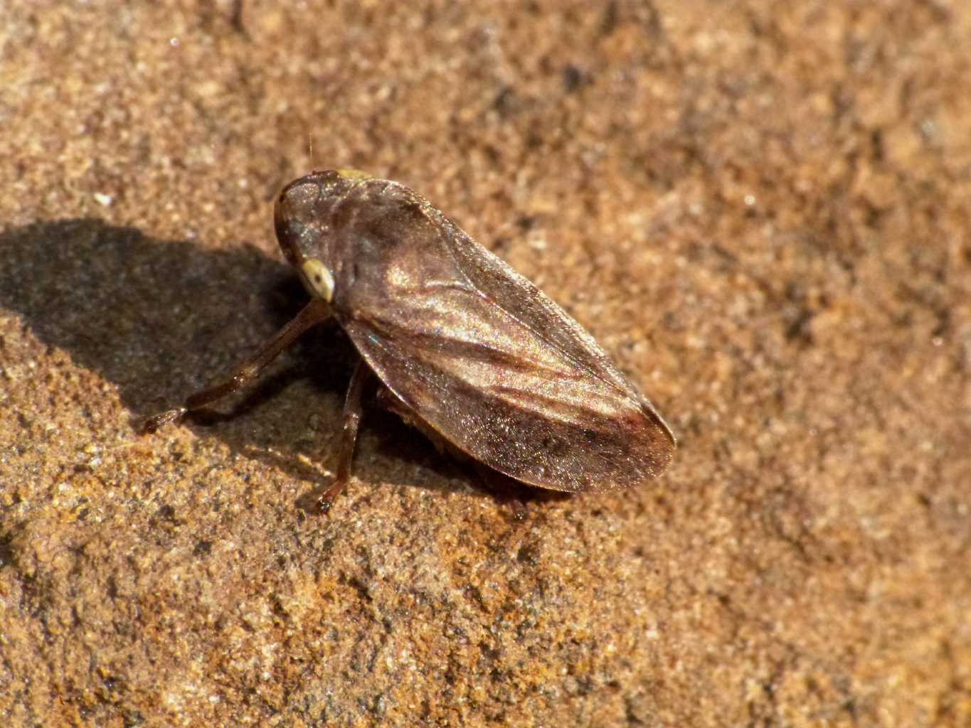 Lepyronia coleoptrata e Philaenus spumarius